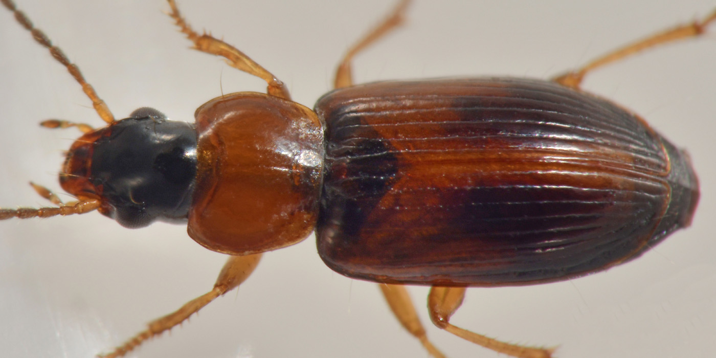 Carabidae: Acupalpus sp.?  S !  Acupalpus cfr. flavicollis